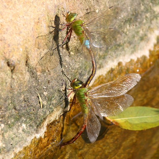 J17_2882 Anax parthenope julius ovip.JPG